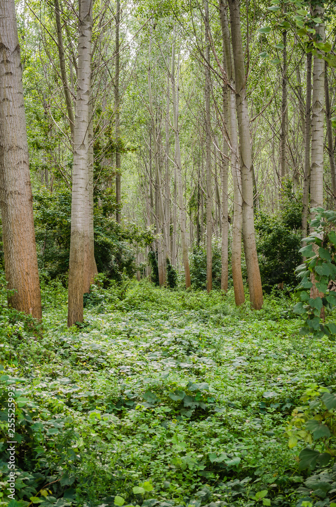 Obraz premium The forest along the river Danube in the dry part of the year near the town of Novi Sad 