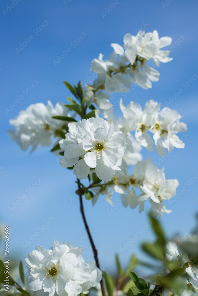 White flowers of Pearl bush White flowers of Pearl bush