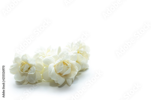 Jasmine flowers (Arabian Jasmine, Jasminum sambac) isolated in white background.