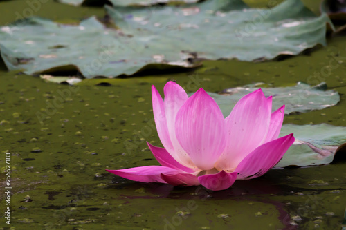 Blooming Lotus flower   Water lily.