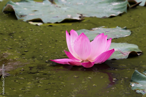 Blooming Lotus flower   Water lily.