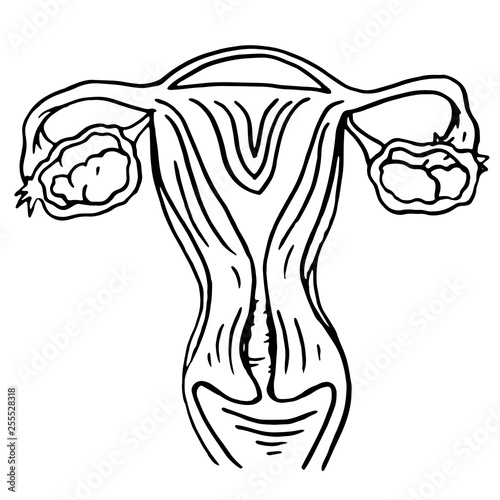 Doodle female genitals drawn with 