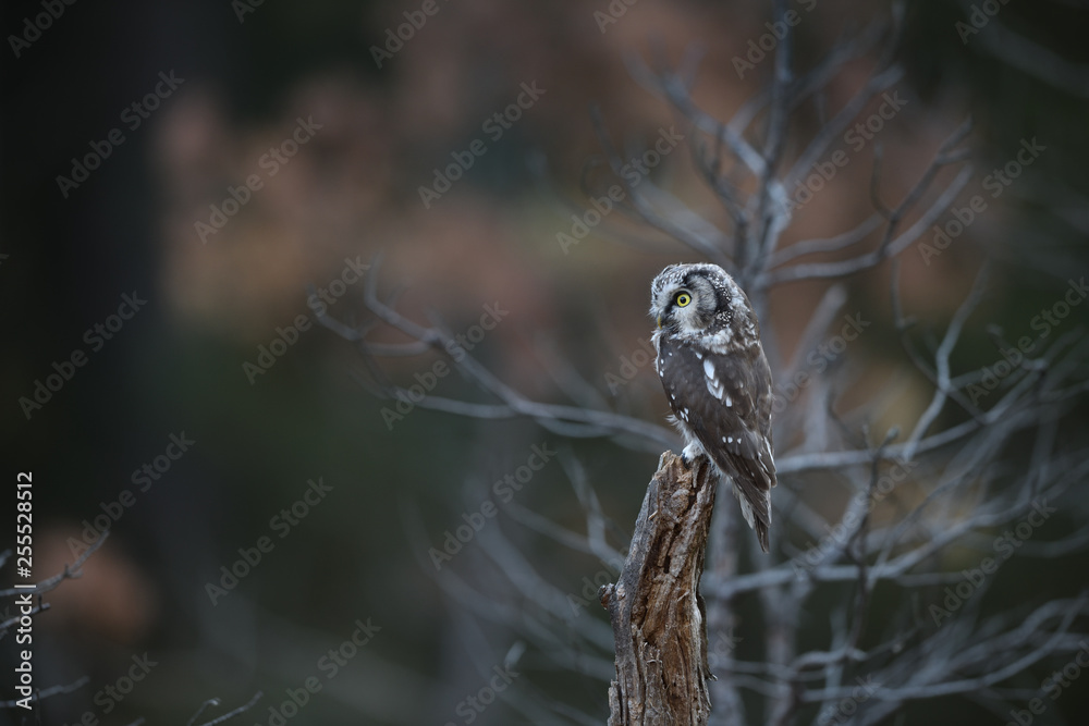 Boreal owl sitting on old tree Boreal owl sitting on old tree