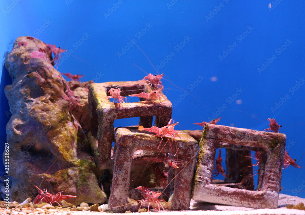 Naklejka premium 魚