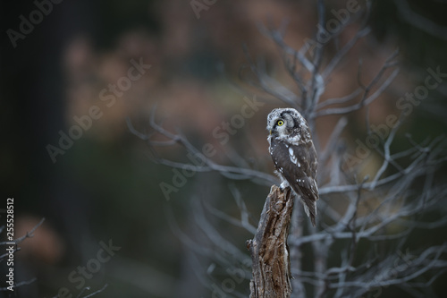 Boreal owl sitting on old tree