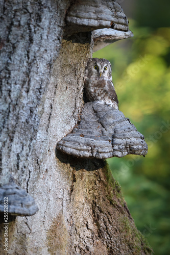 Boreal owl sitting on polypore on old tree