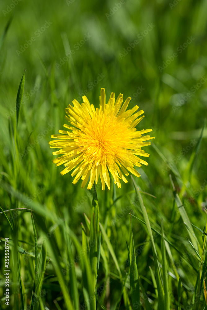 Close-up of single Dandelion, Taraxacum officinale, Single Yellow flower amongst green grass Close-up of single Dandelion, Taraxacum officinale, Single Yellow flower amongst green grass