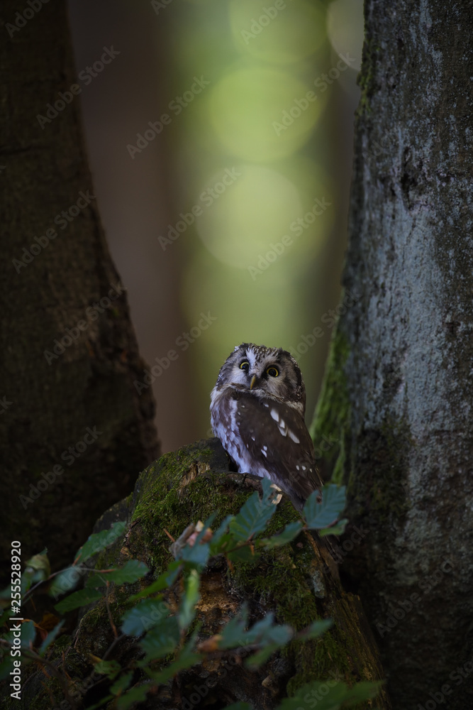 Boreal owl sitting on stump