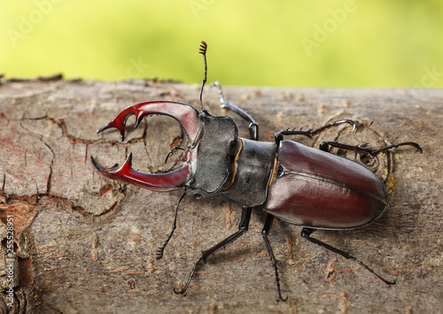 Stag Beetle on tree