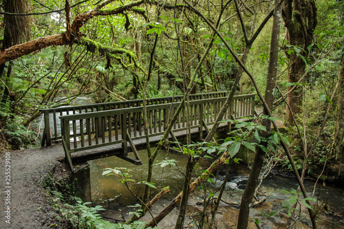 Wooden bridge leading to Purakaunui Falls at The Catlins, South Island of New Zealand