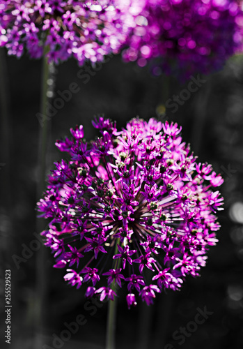 Purple color ornamental onion Allium bulgaricum in the garden