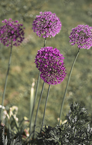 Purple color ornamental onion Allium bulgaricum in the garden