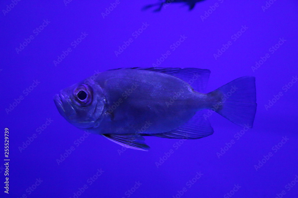Fototapeta premium 魚