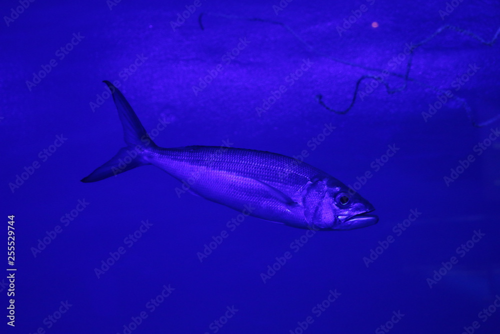 魚 魚