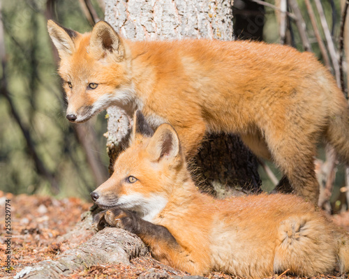 Red Fox Puppies in their forest surroundings