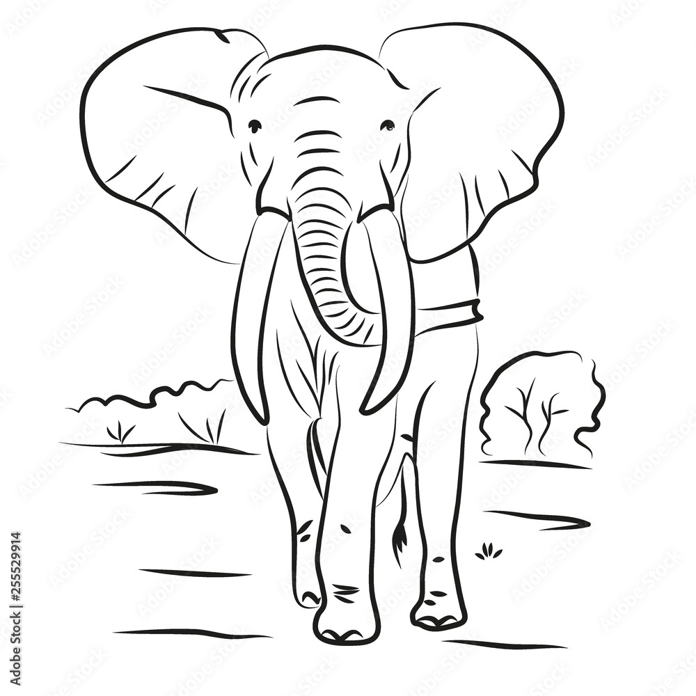 Fototapeta premium elephant drawn contour black coloring 