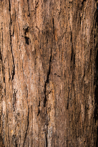 pine wood bark texture