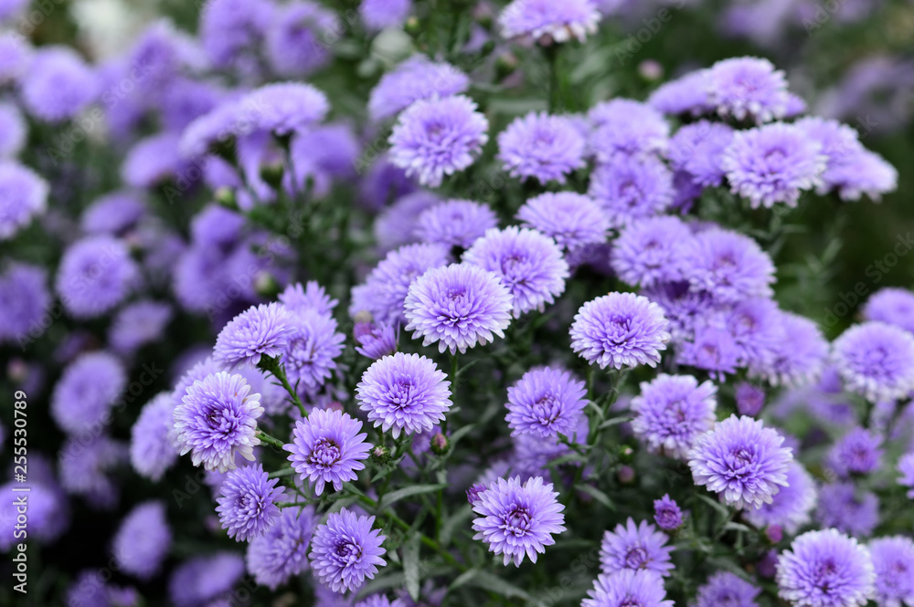Obraz premium 朝露と、紫の小菊