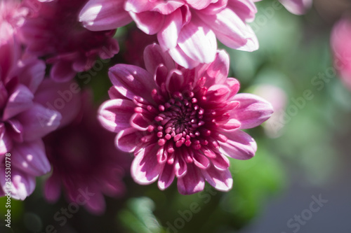 chrysanthemum pink photo