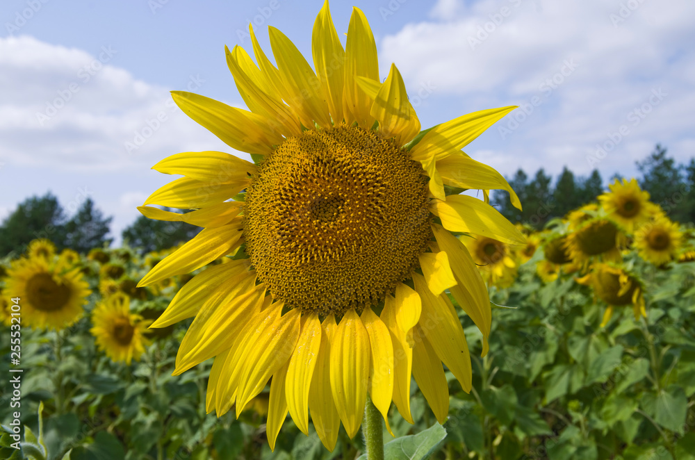 sunflower in the field
