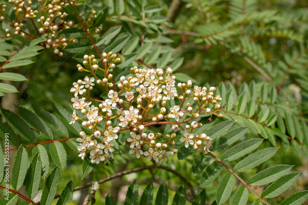 Sorbus rosea Sorbus rosea