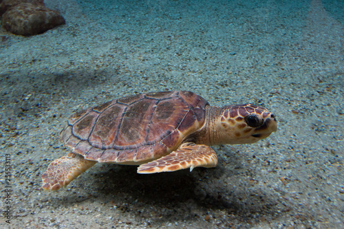 Canvas Print Loggerhead sea turtle (Caretta caretta), also known as the loggerhead