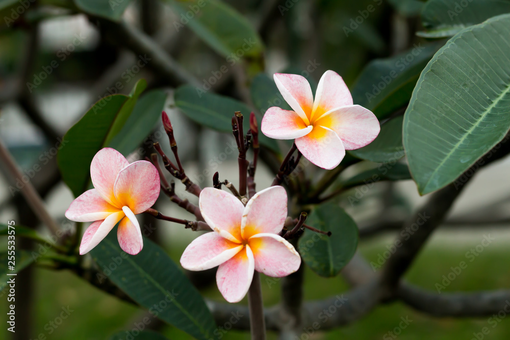 Beautiful Blooming Close up Flower Thailand in the garden. Beautiful Blooming Close up Flower Thailand in the garden.