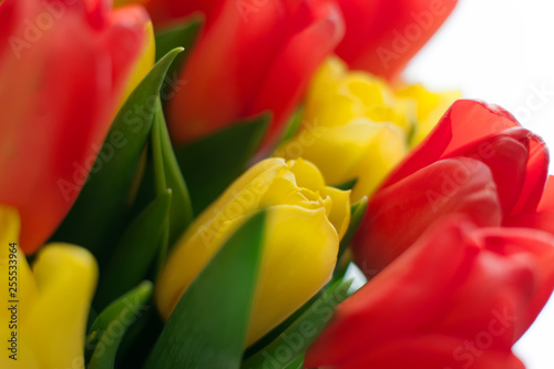 Vibrant colorful tulips