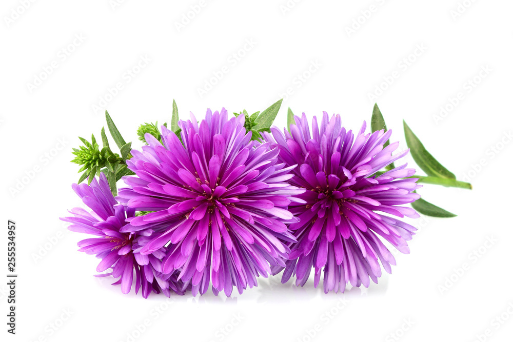 Flower purple asters isolated. Flower purple asters isolated.