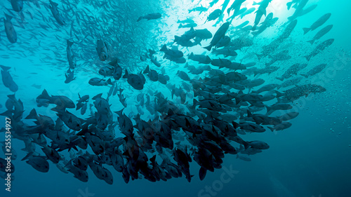 Large School of Fish at Peleliu, Palau's Rock Islands