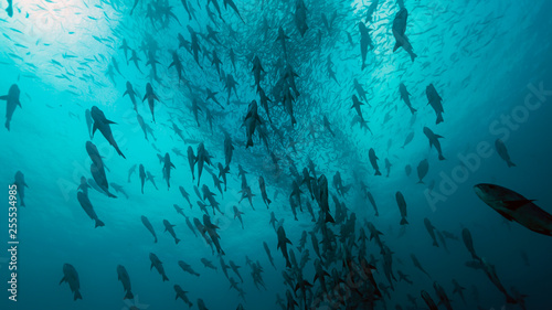 Large School of Fish at Peleliu, Palau's Rock Islands