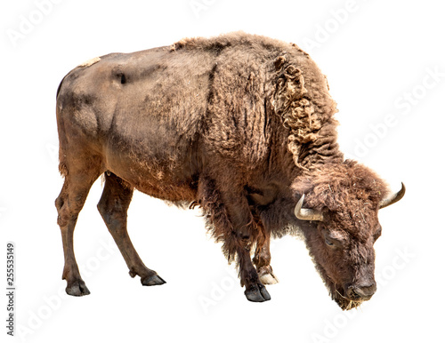 Bison isolated on a white background © milkovasa