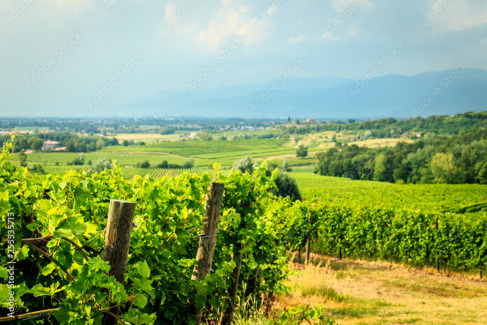Naklejka premium Storm over the vineyard