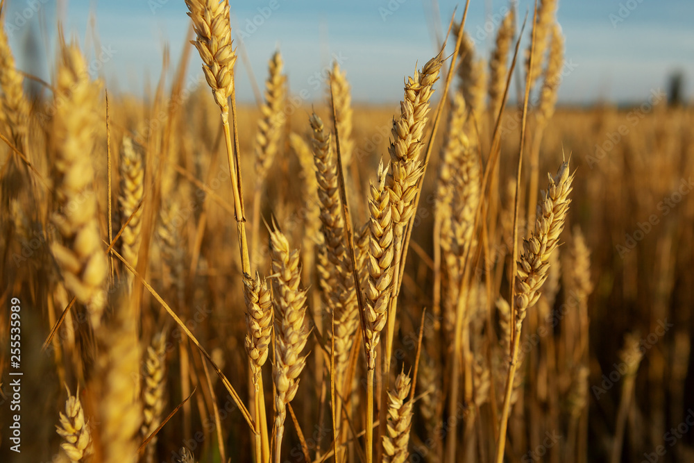 Fototapeta premium Summer nature with ripe wheats close-up