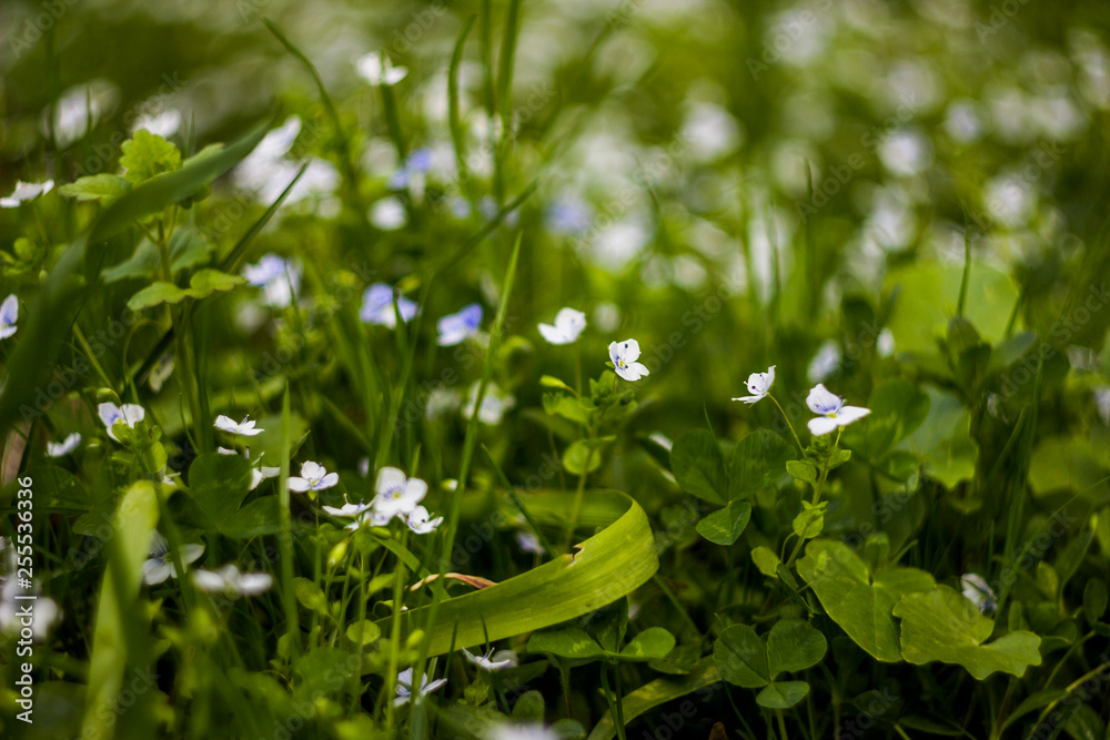 blossoming creeping speedwell flowers blossoming creeping speedwell flowers