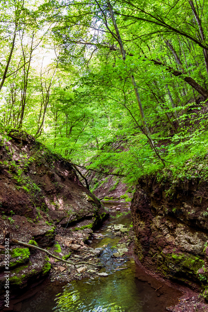 small forest river small forest river