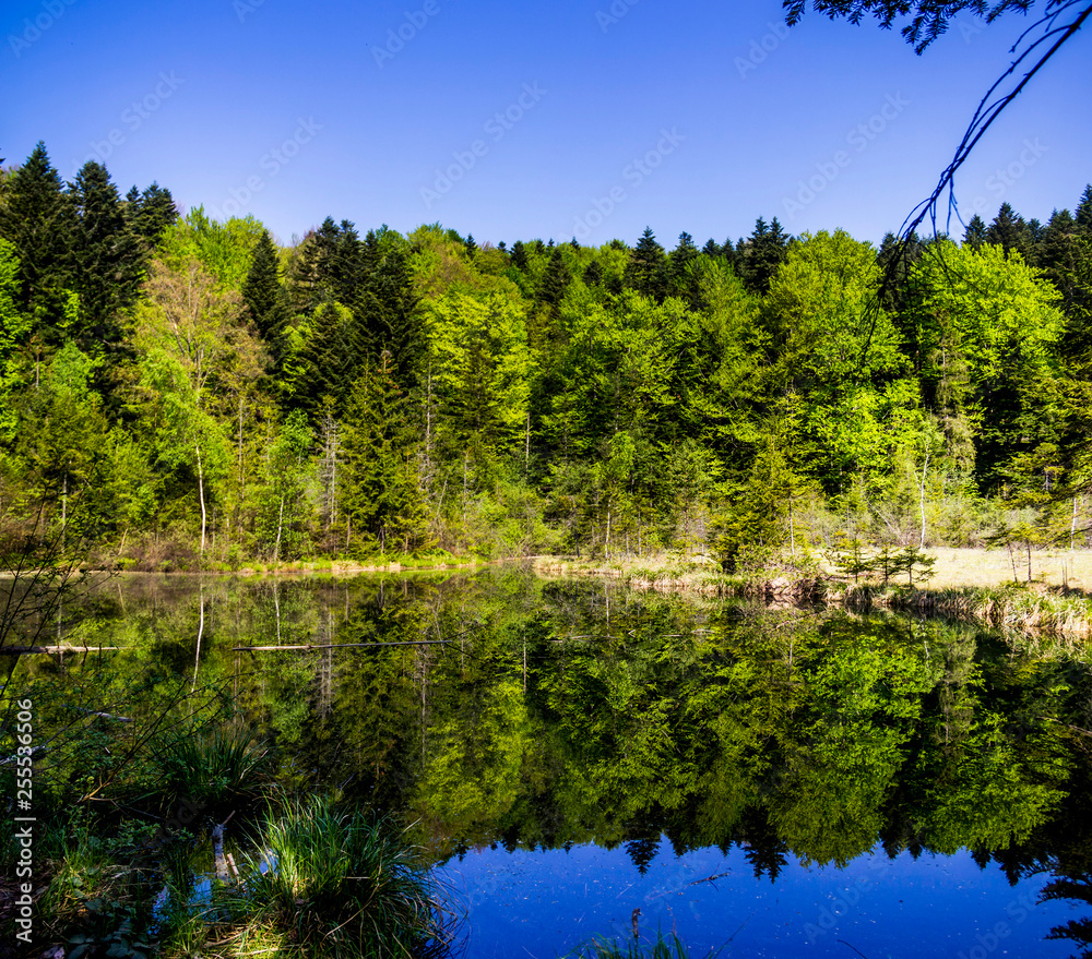 Obraz premium lake in the forest