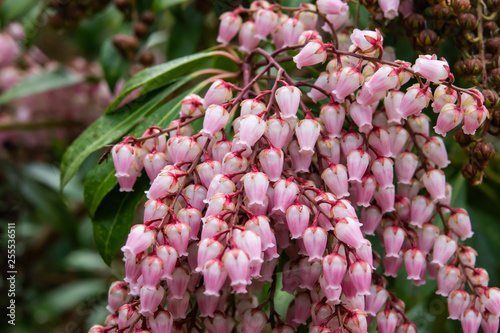 Japanese Andromeda Flowers in Bloom in Winter