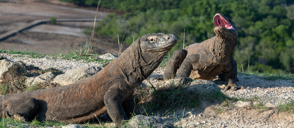 The Komodo dragon with opened a mouth. Biggest living lizard in the world. Scientific name: Varanus komodoensis. Natural habitat, Island Rinca. Indonesia. The Komodo dragon with opened a mouth. Biggest living lizard in the world. Scientific name: Varanus komodoensis. Natural habitat, Island Rinca. Indonesia.