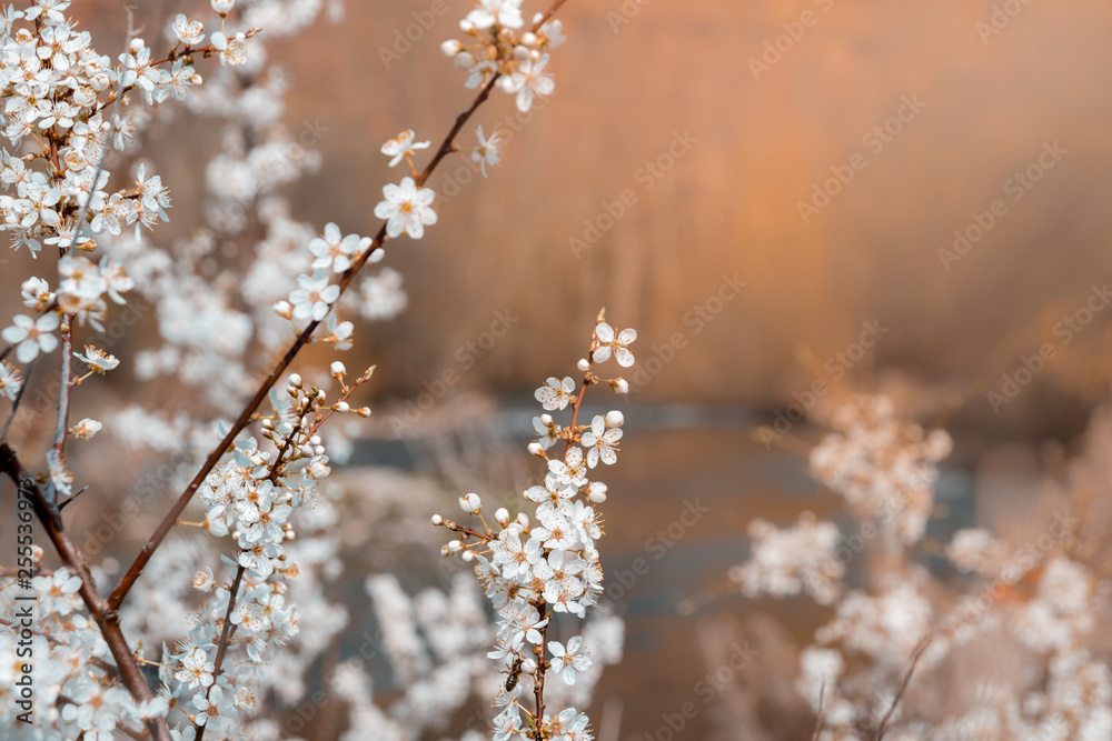 Almond tree with white blooming flowers at riverside landscape. Almond tree with white blooming flowers at riverside landscape.