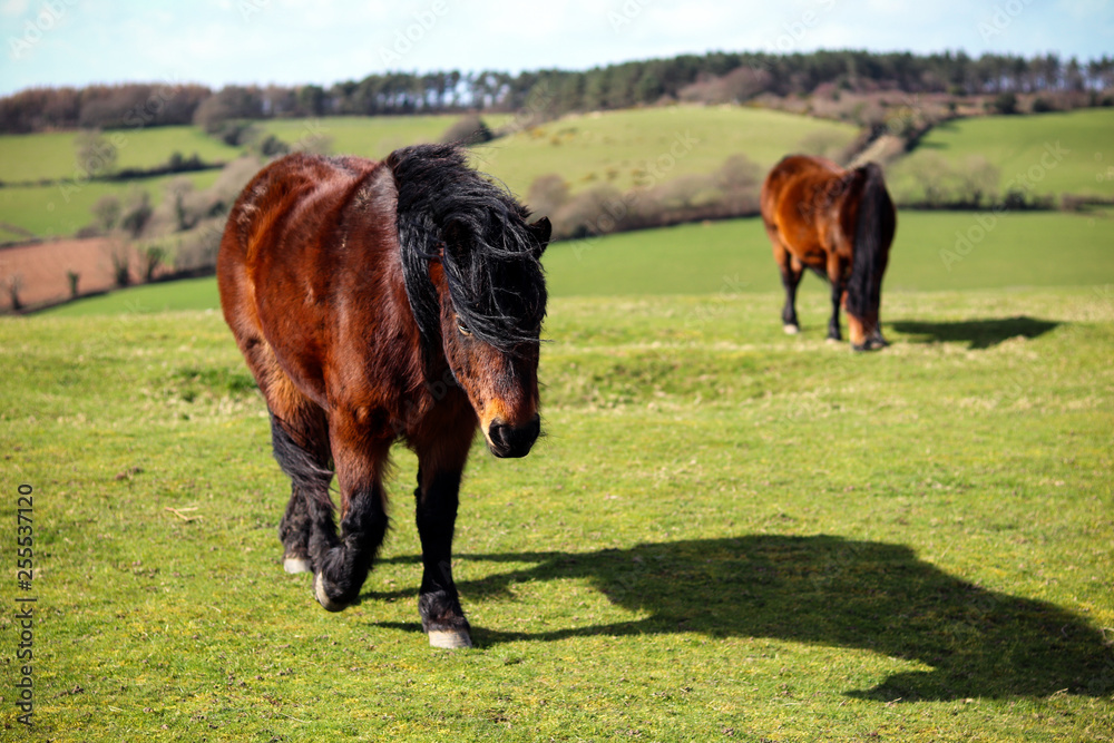 Wild Devon horse in the countryside Wild Devon horse in the countryside