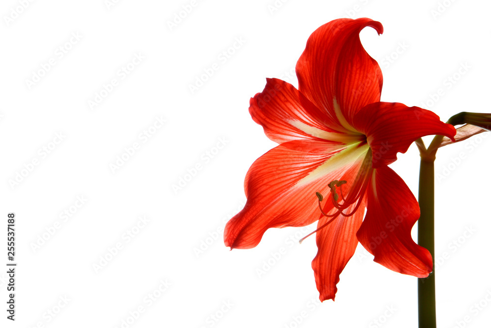 Amaryllis flower red isolated on white background Amaryllis flower red isolated on white background