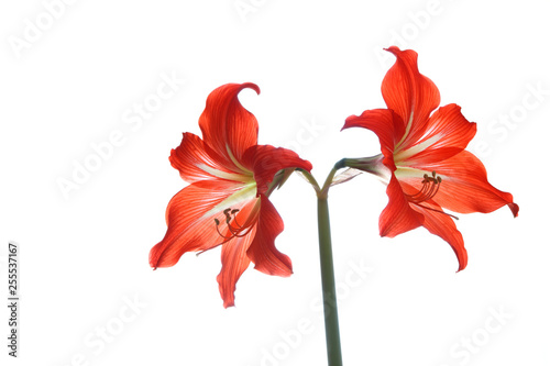 Amaryllis flower red isolated on white background