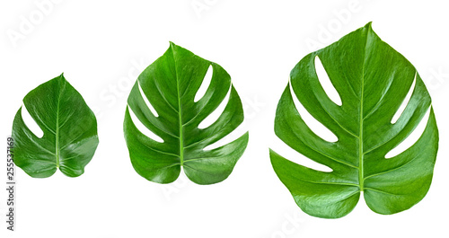 Green leaves pattern. Various leaves of monstera isolated on white background.