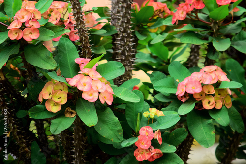  Euphorbia milii which is in bloom
