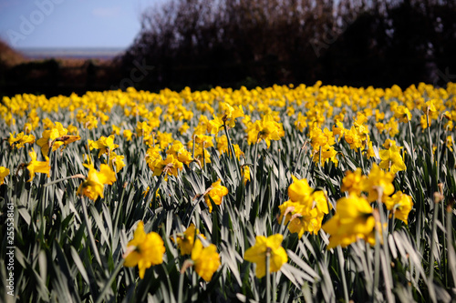 Fototapeta Naklejka Na Ścianę i Meble -  Daffodil flowers in early Spring