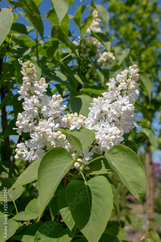 Konstfotografi Syringa vulgaris 'Mme. Lemoine'