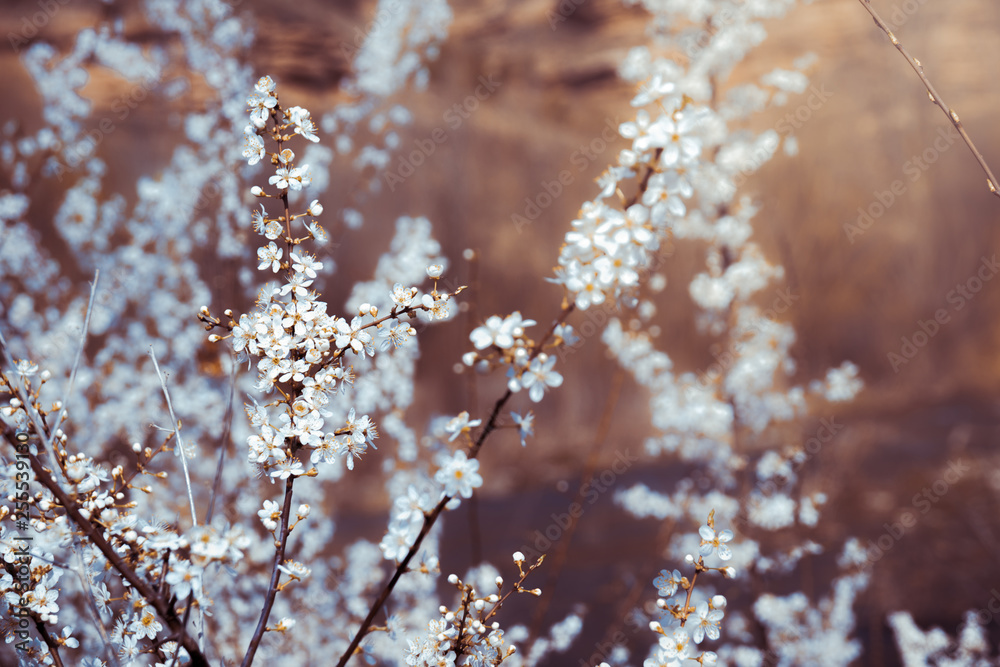 Almond tree with white blooming flowers at riverside landscape. Almond tree with white blooming flowers at riverside landscape.