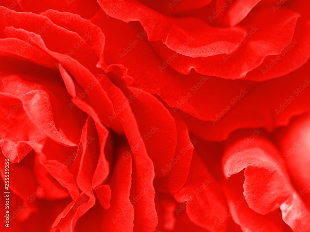 Scarlet roses close up, floral background