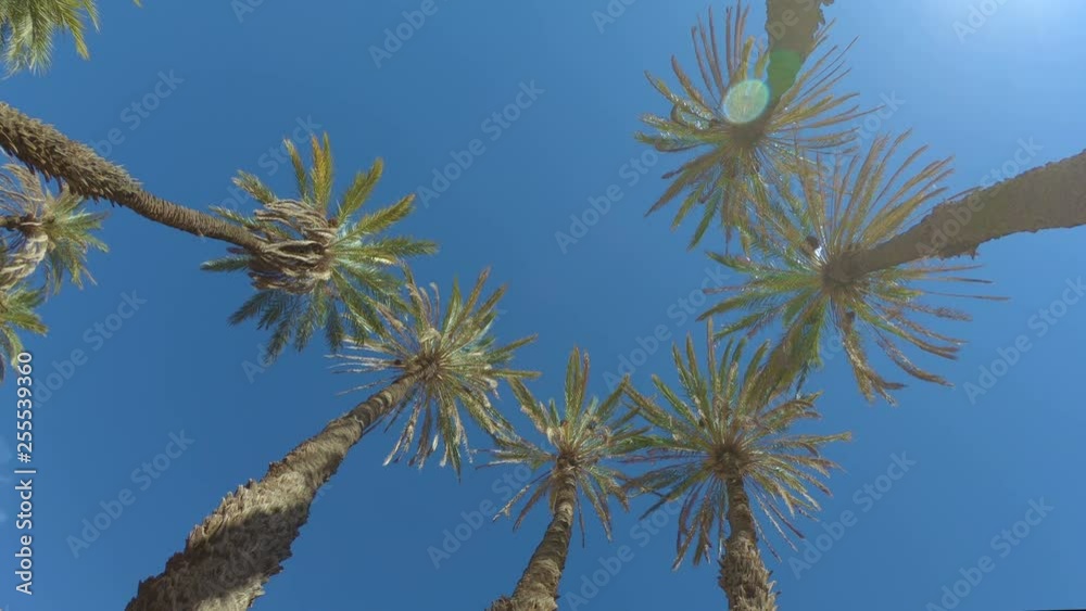 Top view on Surrounding Dates palm trees in sunshine. Top view on Surrounding Dates palm trees in sunshine.